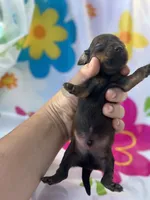 Coco, a male Miniature Dachshund for sale in Ava, MO – 3 of 3