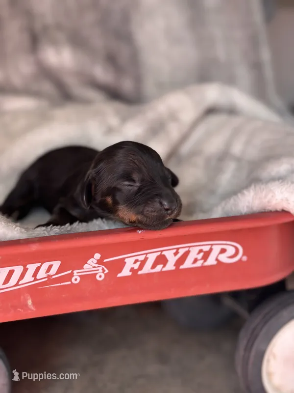 Hazel  – Miniature Dachshund puppy on hold in Ava, MO