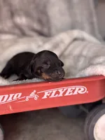 Hazel , a female Miniature Dachshund for sale in Ava, MO – 1 of 3