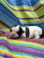 Bruno , a male Shih Tzu for sale in Ava, MO – 3 of 6