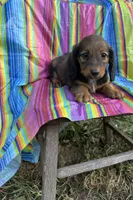 Dolly, a female Miniature Dachshund for sale in Ava, MO – 2 of 6