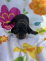 Ginger , a female Miniature Dachshund for sale in Ava, MO – 2 of 5