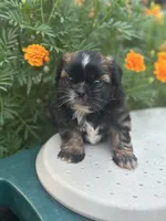 Belle , a female Shih Tzu for sale in Ava, MO – 4 of 10