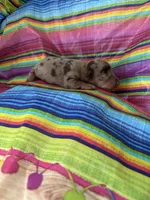 Diamond , a female Miniature Dachshund for sale in Ava, MO – 6 of 6