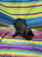 Emily , a female Shih Tzu for sale in Ava, MO – 2 of 5