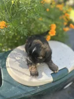 Belle , a female Shih Tzu for sale in Ava, MO – 8 of 10