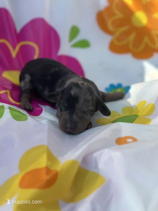 Rocky – Miniature Dachshund puppy for sale in Ava, MO
