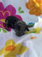 Rocky, a male Miniature Dachshund for sale in Ava, MO – 1 of 6
