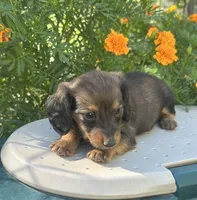 Boss hog , a male Miniature Dachshund for sale in Ava, MO – 6 of 8