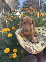 Duke, a male Miniature Dachshund for sale in Ava, MO – 5 of 5