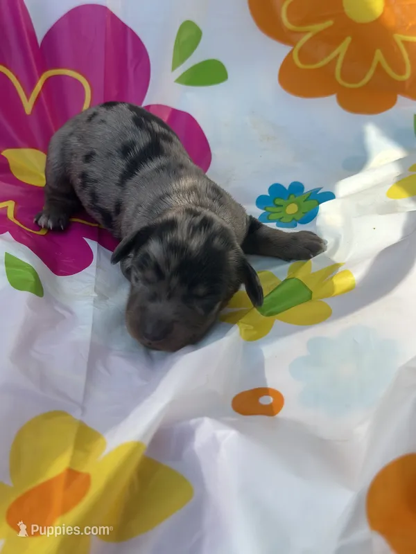 Hollywood – Miniature Dachshund puppy for sale in Ava, MO