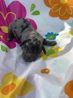 Hollywood, a male Miniature Dachshund for sale in Ava, MO – 1 of 6