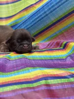 Coco, a male Shih Tzu for sale in Ava, MO – 6 of 7