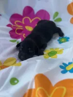 Chestnut , a female Miniature Dachshund for sale in Ava, MO – 2 of 4