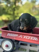 Redbud , a female Miniature Dachshund for sale in Ava, MO – 7 of 7