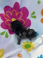 Rocky, a male Miniature Dachshund for sale in Ava, MO – 2 of 6