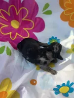 Rocky, a male Miniature Dachshund for sale in Ava, MO – 4 of 6