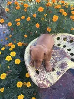 Duke, a male Miniature Dachshund for sale in Ava, MO – 3 of 5