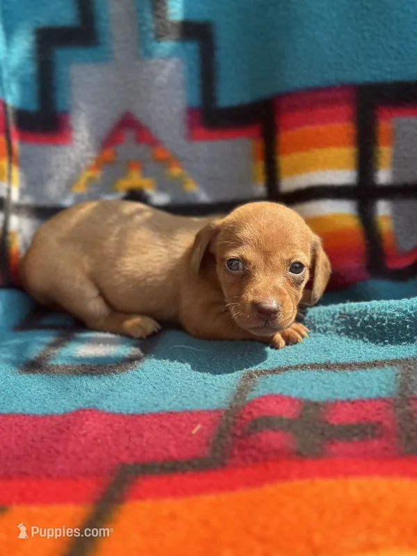 Mae – Miniature Dachshund puppy for sale in Ava, MO