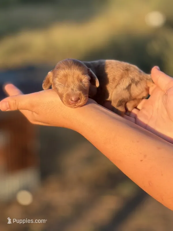 Sapphire  – Miniature Dachshund puppy for sale in Ava, MO