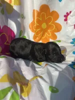 Magnolia , a female Miniature Dachshund for sale in Ava, MO – 4 of 4