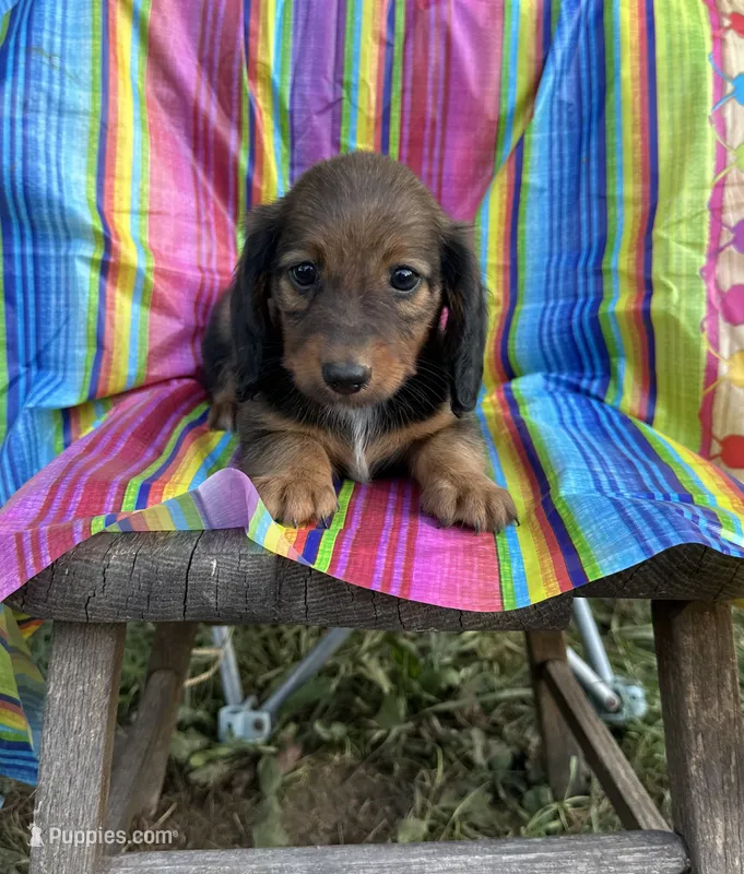Dolly – Miniature Dachshund puppy for sale in Ava, MO