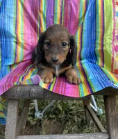 Dolly, a female Miniature Dachshund for sale in Ava, MO – 1 of 6