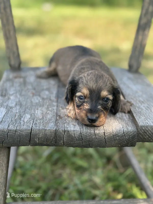 Maple  – Miniature Dachshund puppy for sale in Ava, MO