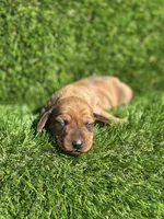 Suzie, a female Miniature Dachshund for sale in Ava, MO – 2 of 6
