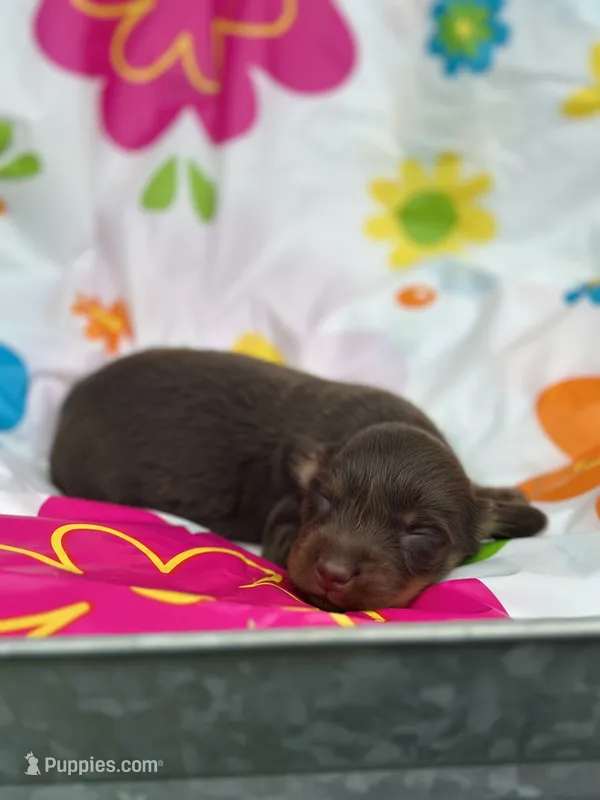 Jesse  – Miniature Dachshund puppy for sale in Ava, MO