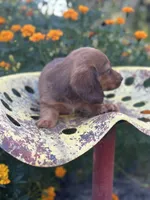Myrtle , a female Miniature Dachshund for sale in Ava, MO – 3 of 5