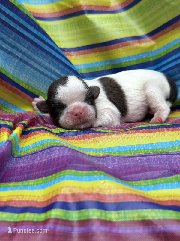 Bruno  – Shih Tzu puppy for sale in Ava, MO