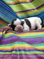 Bruno , a male Shih Tzu for sale in Ava, MO – 1 of 6