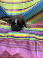 Bonnie , a female Shih Tzu for sale in Ava, MO – 3 of 4
