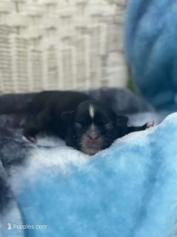 Belle  – Shih Tzu puppy for sale in Ava, MO