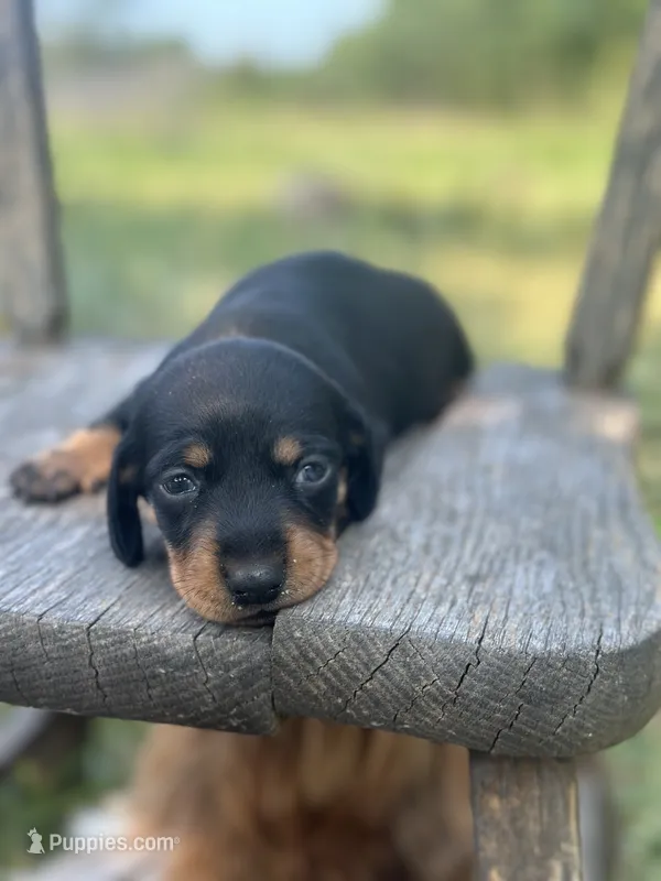 Pepper – Miniature Dachshund puppy for sale in Ava, MO