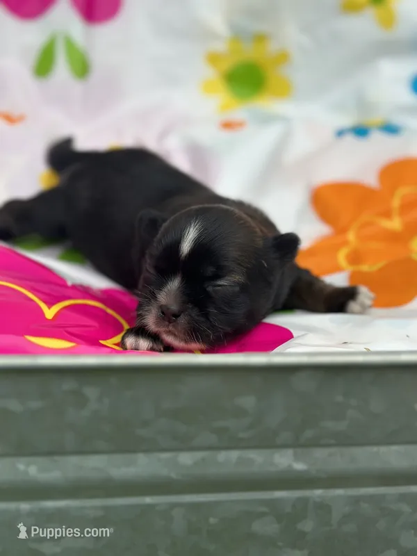 Belle  – Shih Tzu puppy for sale in Ava, MO