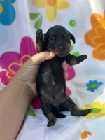 Pepper, a female Miniature Dachshund for sale in Ava, MO – 3 of 3