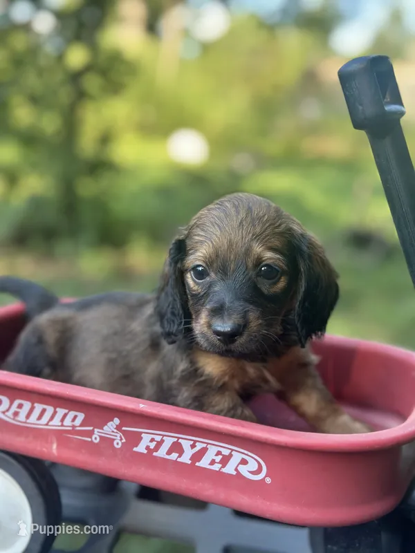 Ash – Miniature Dachshund puppy for sale in Ava, MO