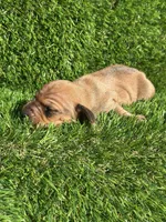 Suzie, a female Miniature Dachshund for sale in Ava, MO – 5 of 6