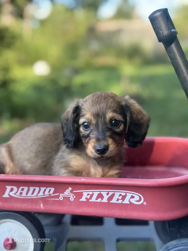 Willow  – Miniature Dachshund puppy for sale in Ava, MO