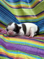 Bruno , a male Shih Tzu for sale in Ava, MO – 2 of 6