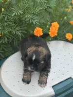 Belle , a female Shih Tzu for sale in Ava, MO – 3 of 10