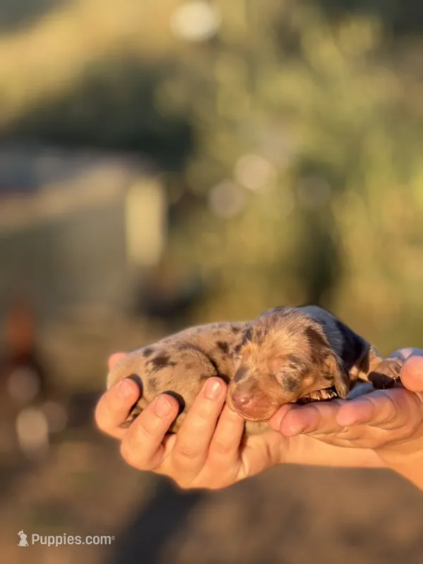 Diamond  – Miniature Dachshund puppy for sale in Ava, MO