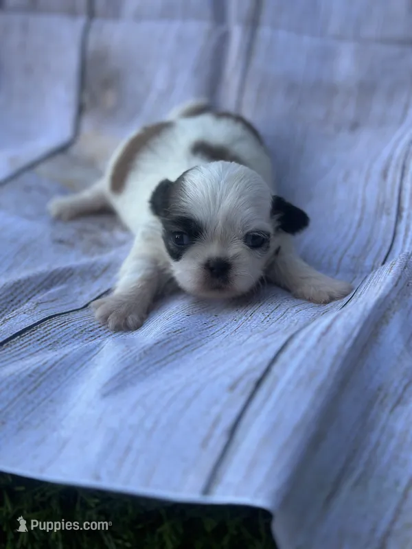 Jesie  – Shih Tzu puppy for sale in Ava, MO
