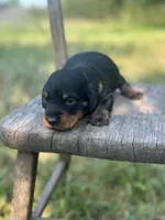 Coco, a male Miniature Dachshund for sale in Ava, MO – 4 of 6