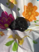 Magnolia , a female Miniature Dachshund for sale in Ava, MO – 3 of 4