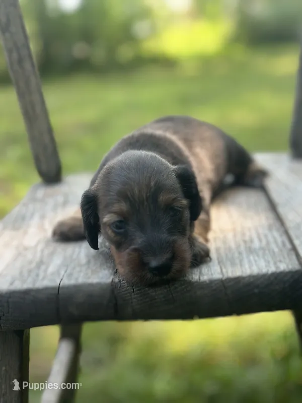 Dolly – Miniature Dachshund puppy for sale in Ava, MO