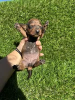 Sissy, a female Miniature Dachshund for sale in Ava, MO – 6 of 7