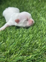Tanner, a male Shih Tzu for sale in Ava, MO – 5 of 9